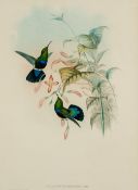 JOHN GOULD (1804-1881) British and HENRY CONSTANTINE RICHTER (1821-1902) British Adelomyia