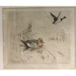 GEORGE VERNON STOKES (1873-1954) British (AR) Pochard Limited edition coloured print,