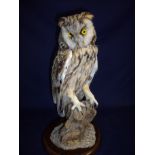 Taxidermy study of a Tawny Owl mounted on branch on turned circular base by Taxidermist Ken Shaw