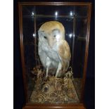 Taxidermy study of a Barn Owl in naturalistic setting encased in oak glazed case by taxidermist Ken