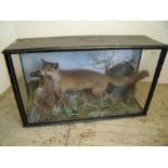 Edwardian ebonised taxidermy study of fo