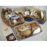 Unusual woven basket and an extremely large selection of various sea shells, minerals etc