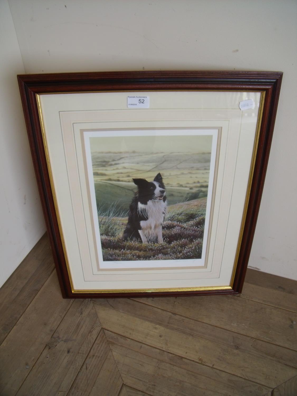 Framed and mounted signed limited edition No 136/400 Steven Townsend print of Border Collie in