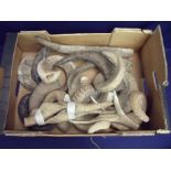 Box containing a large selection of various rams horn, antler, buffalo horn and various other horn