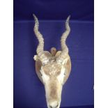 Taxidermy head mount of a Antelope (A/F lacking eyes) mounted on wooden shield