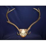 Mounted set of eight point deer's antler on oak shield