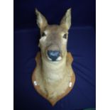 Taxidermy study of a deer's head mount on oak shield