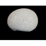 Extremely large Brain Coral (approx. 24cm high x 32cm x 25cm)