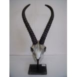 Artificial Ibex skull and horns mounted on base (60cm high)