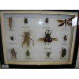 Framed and mounted display of various beetles and insects (42cm x 32cm)