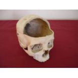 Medical research type genuine human skull with cut away section