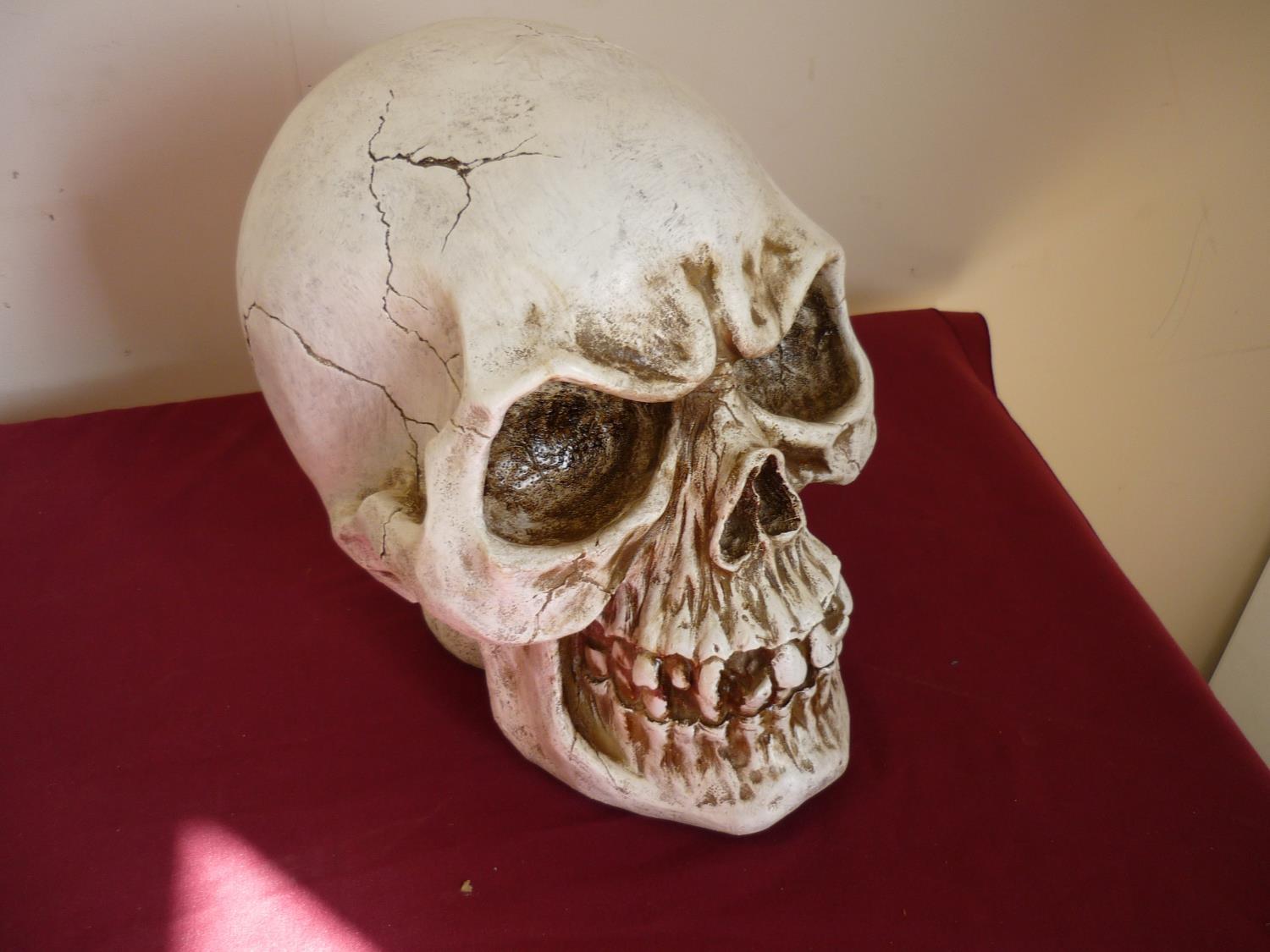 Extremely large resin skull (28cm high)