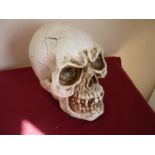 Extremely large resin skull (28cm high)