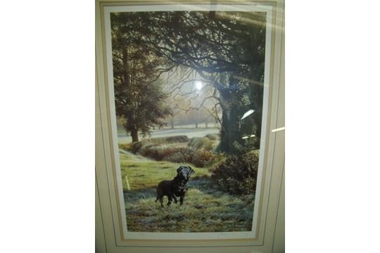 Framed and mounted limited edition No 39/350 signed Steven Townsend print of black Labrador in