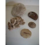 Selection of Natural History Specimens including Brain Coral, fish fossils etc