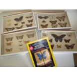 Set of four framed and mounted early 20th C taxidermy studies of butterflies and moths