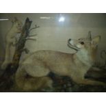 Early 20th C cased taxidermy study of a fox and squirrel in naturalistic setting and glazed case (