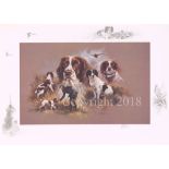 Springer Spaniel