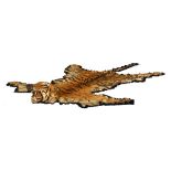 Taxidermy - a tiger skin, with full head & claws, probably 1930's, 110ins. (280cms.) long from