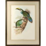 Property of a lady - after Edward Lear - 'PTEROGLOSSUS PRASINUS' - an ornithological lithograph,