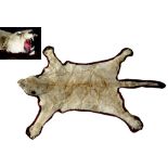 Property of a gentleman - an early 20th century taxidermy lioness skin rug, with full head &