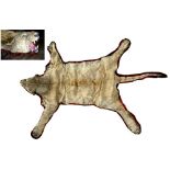 Property of a gentleman - an early 20th century taxidermy lioness skin rug, with full head &