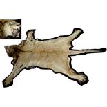 Property of a gentleman - an early 20th century taxidermy lion skin rug, with full head & claws,