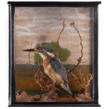 Property of a deceased estate - a taxidermy stuffed kingfisher, in naturalistically dressed case (
