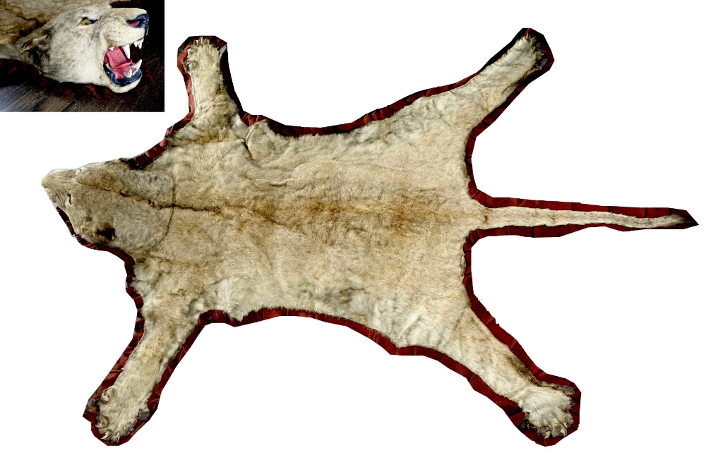 Property of a gentleman - an early 20th century taxidermy lioness skin rug, with full head &