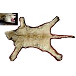 Property of a gentleman - an early 20th century taxidermy lioness skin rug, with full head &