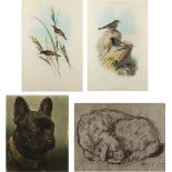 Property of a lady of title - J. Gould and H.C. Richter - two ornithological lithographs, in