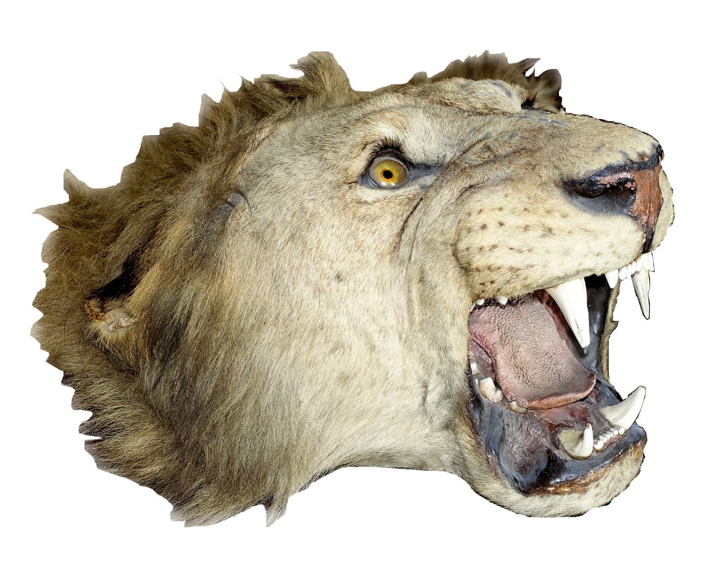 Property of a gentleman - an early 20th century taxidermy lion skin rug, with full head & claws, - Image 2 of 2