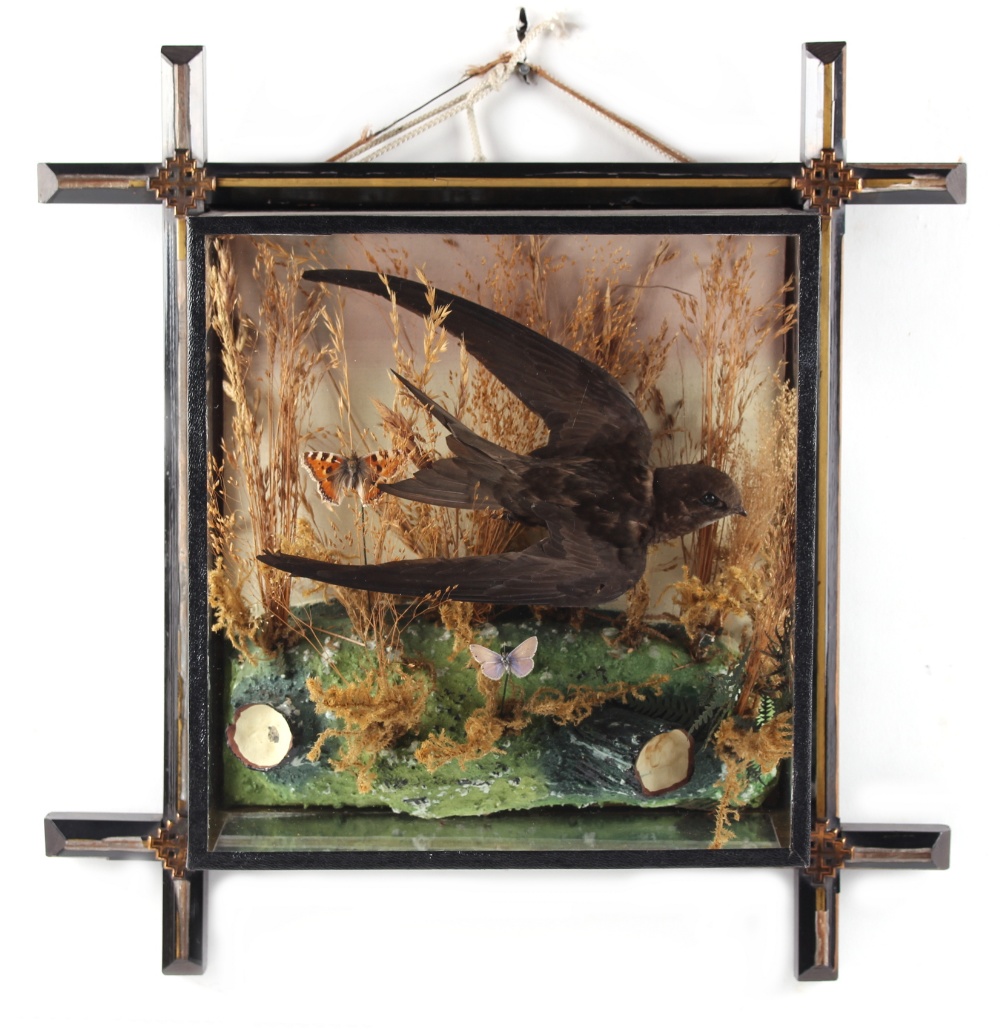 Property of a deceased estate - a taxidermy stuffed swallow, in naturalistically dressed case (see