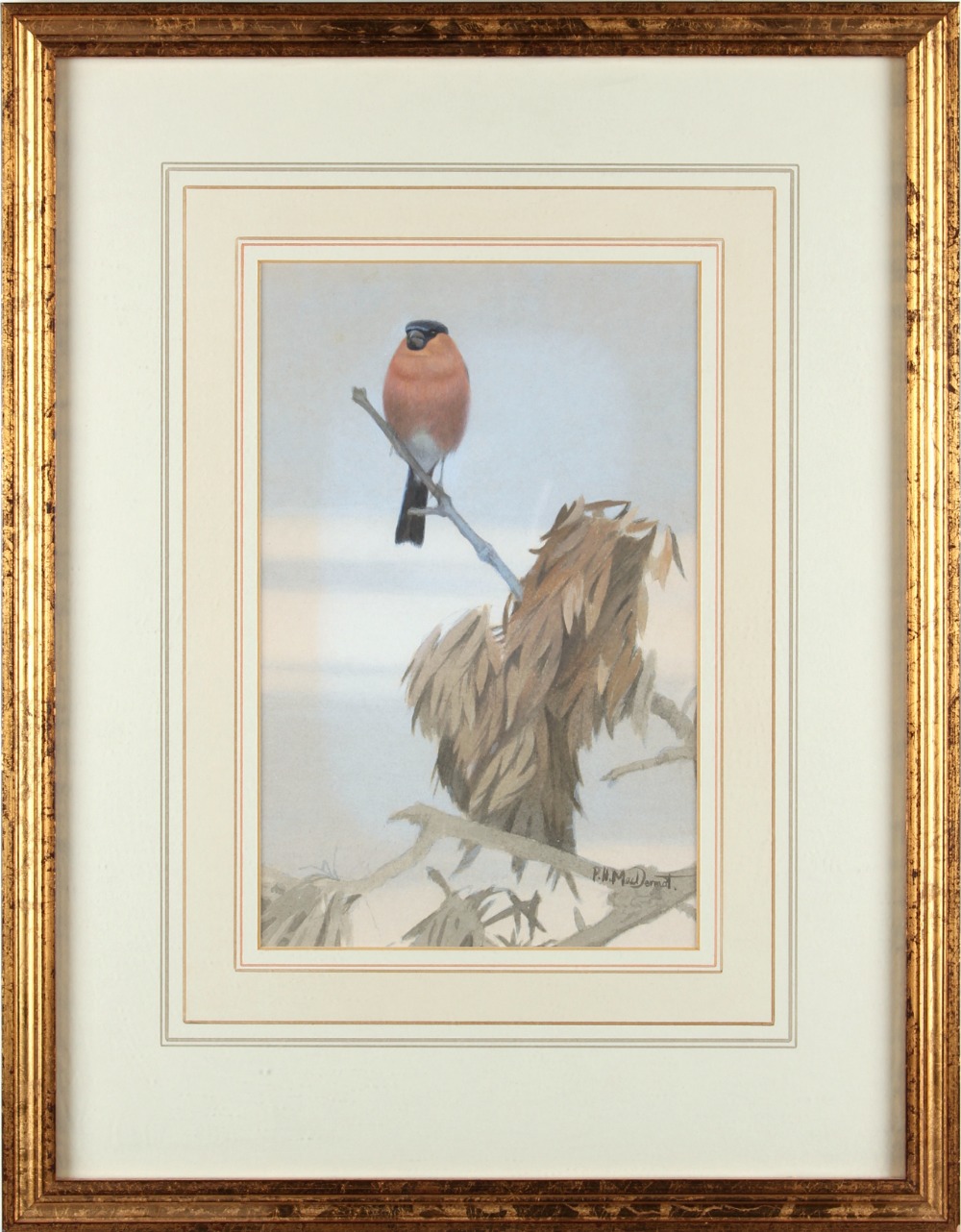 Property of a lady of title - Paul H. MacDermot (modern British) - A BULLFINCH ON A BRANCH -