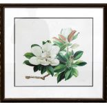 Property of a lady - Jenny K Phillips (modern) - MAGNOLIA - signed print, number 127 of 1,000, in