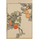 Imao Keinen (1845-1924) - Japanese Bush Warblers on a Fruiting Branch (from Keinen's Kacho-ga album)