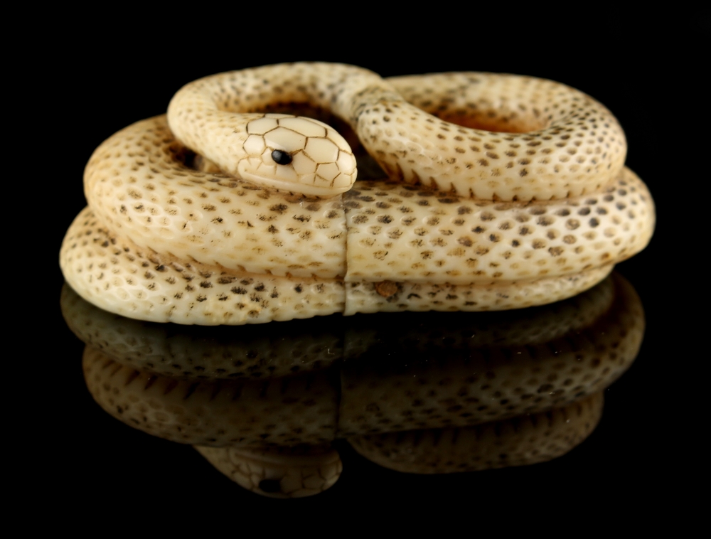 The Ronald Hart Collection of Japanese Netsukes - a carved ivory netsuke modelled as a coiled snake, - Image 6 of 7