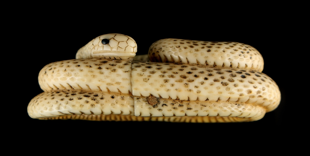 The Ronald Hart Collection of Japanese Netsukes - a carved ivory netsuke modelled as a coiled snake, - Image 5 of 7