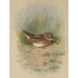 Property of a lady - Archibald Thorburn (1860-1935) - WOODCOCK IN GRASS - watercolour & gouache, 9