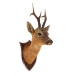 Property of a lady - an early 20th century taxidermy roe deer trophy head, the shield shaped oak