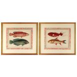 Property of a lady - after Marcus Eliezer Bloch (1723-1799) - 'LABRUS / THE RED WRASSE / THE GREEN