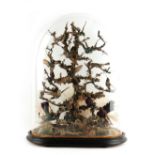 Property of a lady - a Victorian taxidermy hummingbird display, under glass dome (the rear of the