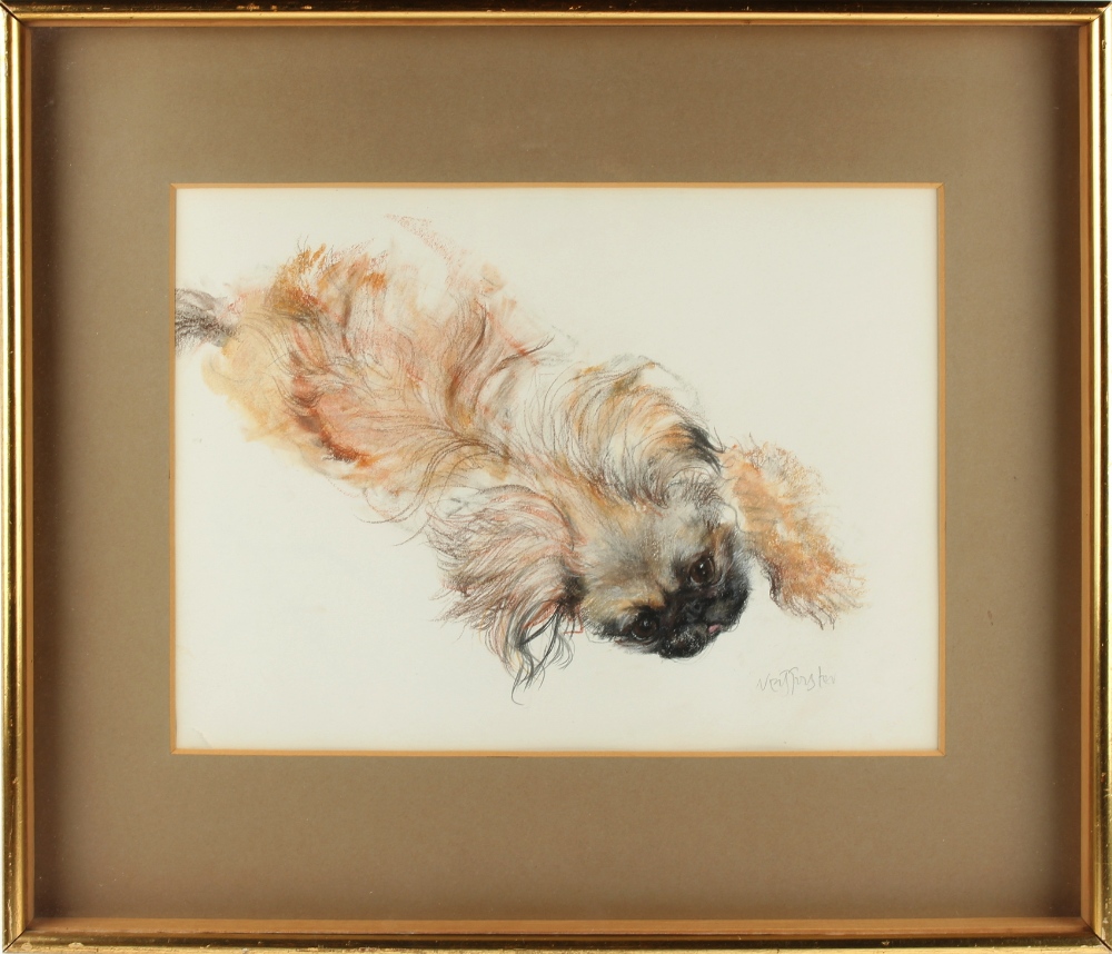 Property of a lady - Neil Forster (1939-2016) - A PEKINESE DOG - pastel, 10.25 by 13.8ins. (26 by