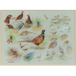 Property of a lady - Esdaile Hudson (b.1937) - GAME BIRDS - watercolour, 14.75 by 20.1ins. (37.5