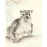 Property of a lady - Ralph Thomson (1913-2009) - 'TREE HYRAX' - watercolour, 13.6 by 10.85ins. (34.5