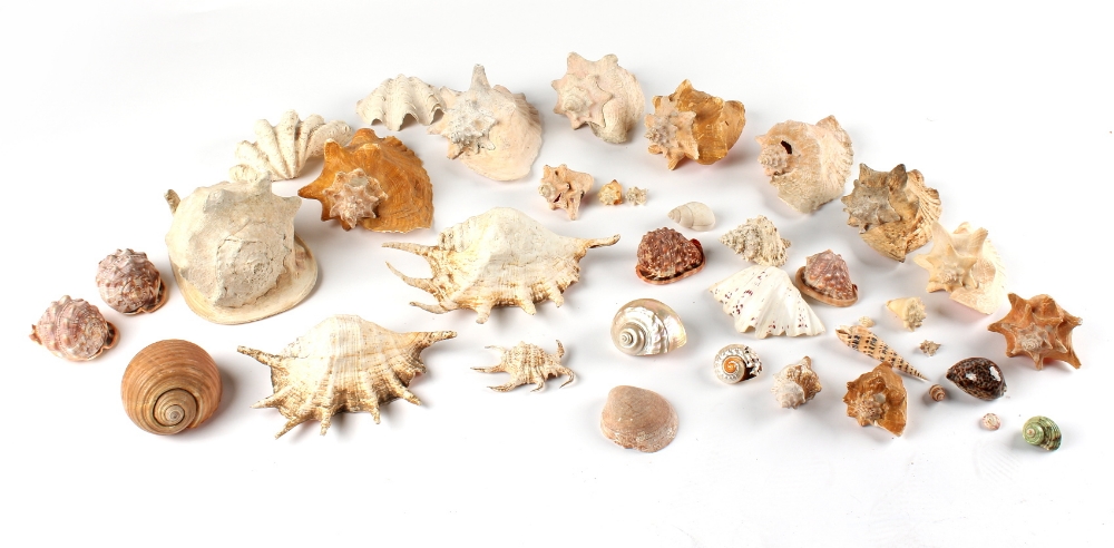 A quantity of conch and other seashells (a lot) (see illustration).