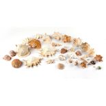 A quantity of conch and other seashells (a lot) (see illustration).