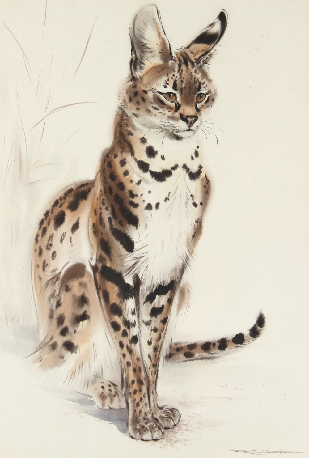 Property of a lady - Ralph Thomson (1913-2009) - 'SITTING LIKE A PUSSY-CAT - SERVAL' -