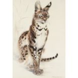 Property of a lady - Ralph Thomson (1913-2009) - 'SITTING LIKE A PUSSY-CAT - SERVAL' -