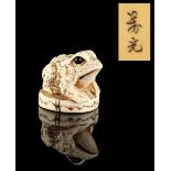 The Ronald Hart Collection of Japanese Netsukes - a carved ivory netsuke modelled as a toad, with